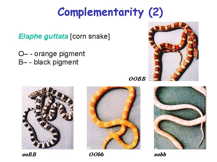 Complementarity (2) Elaphe guttata [corn snake] O– - orange pigment B– - black pigment
