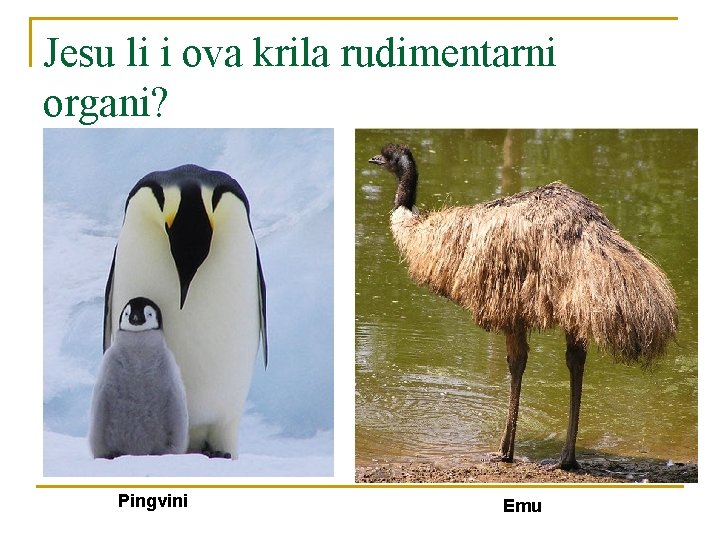 Jesu li i ova krila rudimentarni organi? Pingvini Emu 