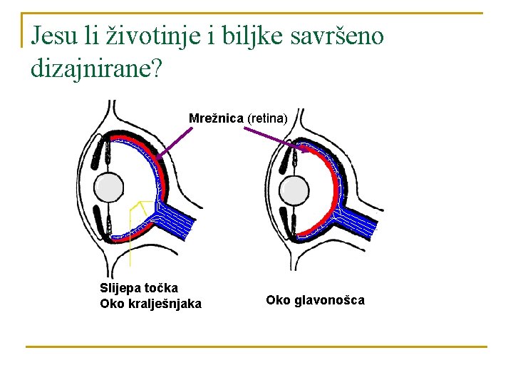 Jesu li životinje i biljke savršeno dizajnirane? Mrežnica (retina) Slijepa točka Oko kralješnjaka Oko