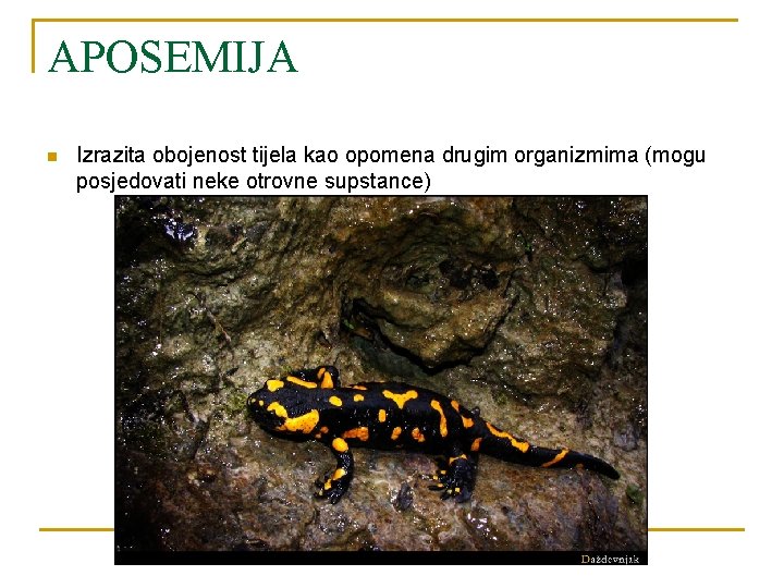 APOSEMIJA n Izrazita obojenost tijela kao opomena drugim organizmima (mogu posjedovati neke otrovne supstance)