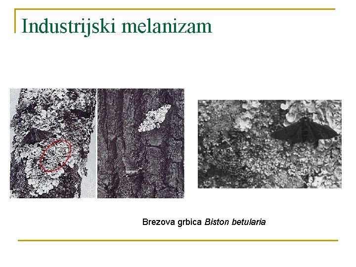 Industrijski melanizam Brezova grbica Biston betularia 