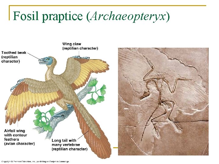 Fosil praptice (Archaeopteryx) 