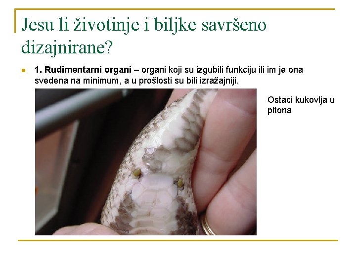 Jesu li životinje i biljke savršeno dizajnirane? n 1. Rudimentarni organi – organi koji