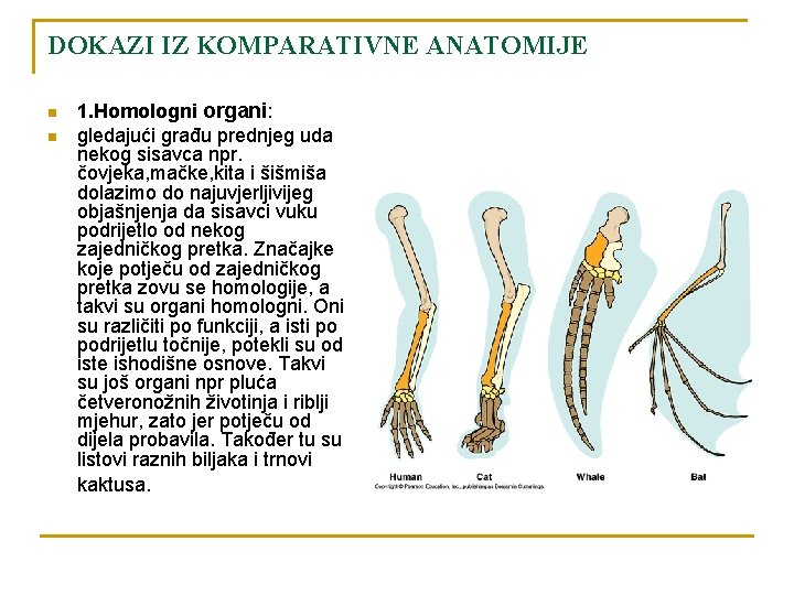 DOKAZI IZ KOMPARATIVNE ANATOMIJE n n 1. Homologni organi: gledajući građu prednjeg uda nekog