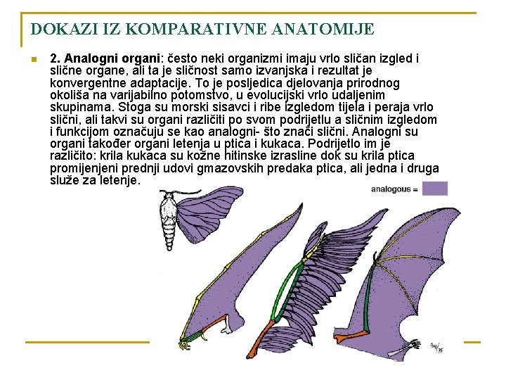 DOKAZI IZ KOMPARATIVNE ANATOMIJE n 2. Analogni organi: često neki organizmi imaju vrlo sličan