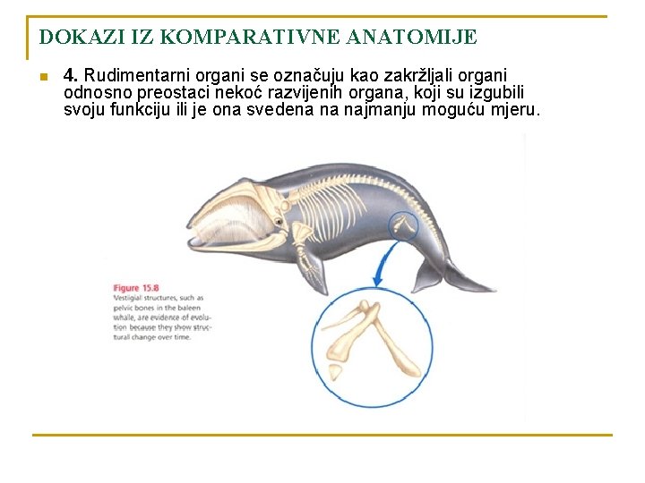 DOKAZI IZ KOMPARATIVNE ANATOMIJE n 4. Rudimentarni organi se označuju kao zakržljali organi odnosno