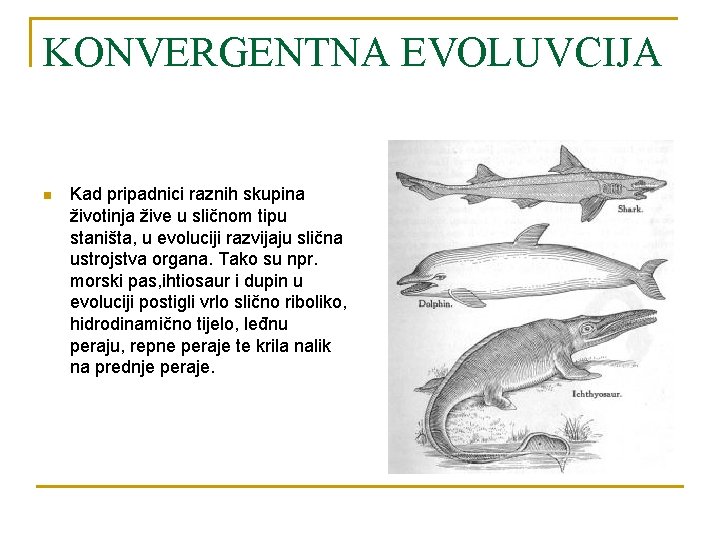 KONVERGENTNA EVOLUVCIJA n Kad pripadnici raznih skupina životinja žive u sličnom tipu staništa, u