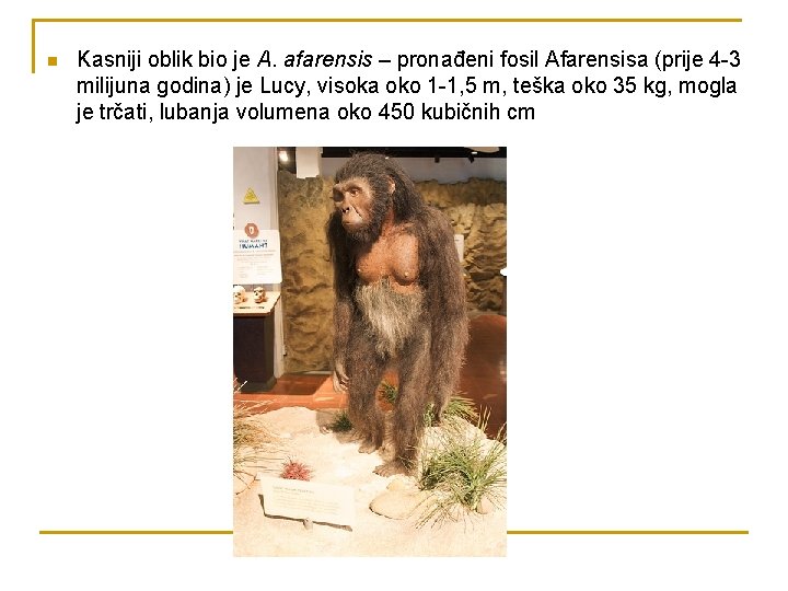 n Kasniji oblik bio je A. afarensis – pronađeni fosil Afarensisa (prije 4 -3