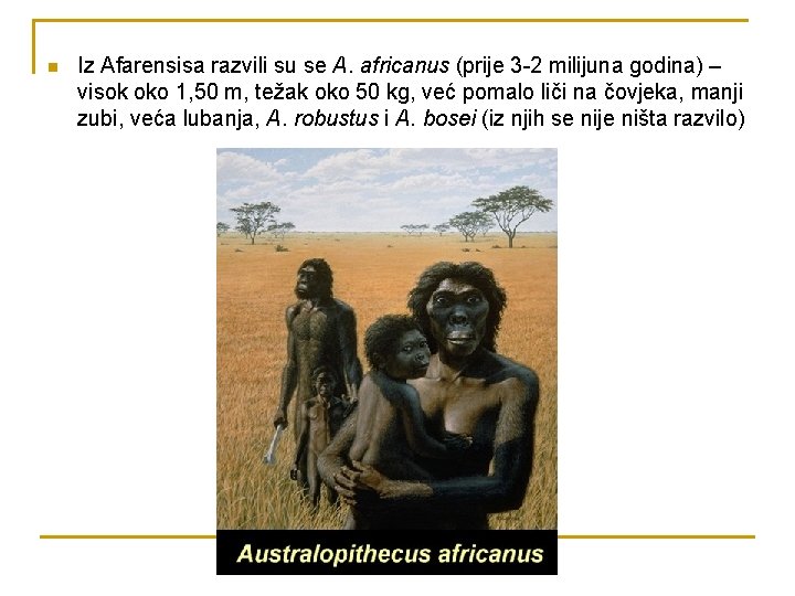 n Iz Afarensisa razvili su se A. africanus (prije 3 -2 milijuna godina) –