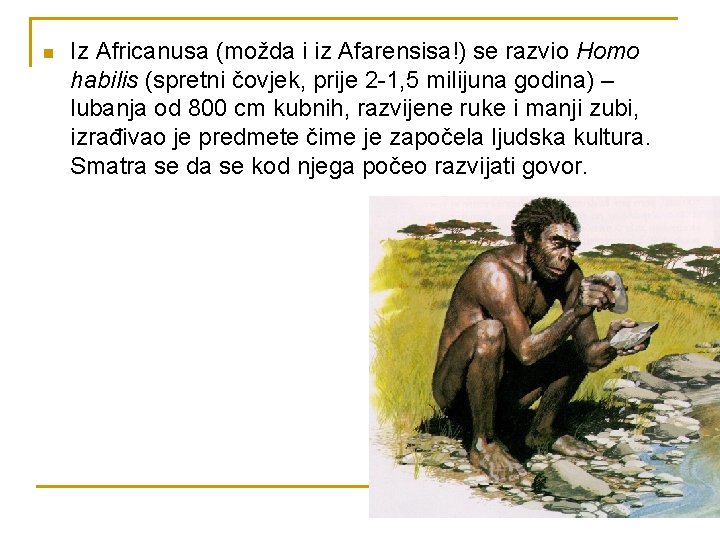 n Iz Africanusa (možda i iz Afarensisa!) se razvio Homo habilis (spretni čovjek, prije