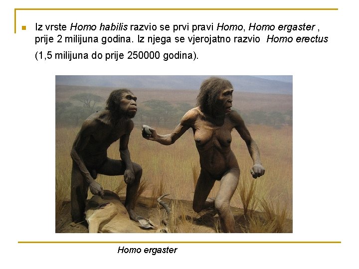 n Iz vrste Homo habilis razvio se prvi pravi Homo, Homo ergaster , prije