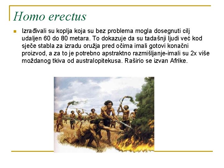 Homo erectus n Izrađivali su koplja koja su bez problema mogla dosegnuti cilj udaljen