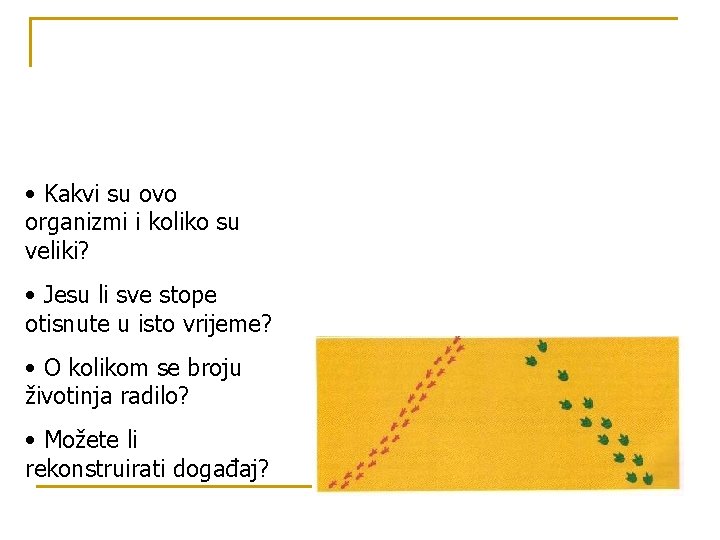  • Kakvi su ovo organizmi i koliko su veliki? • Jesu li sve