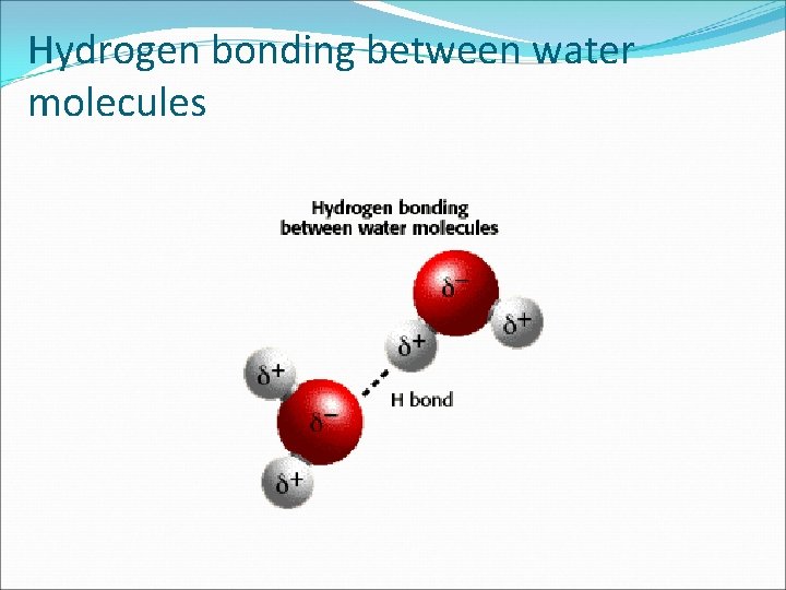 Hydrogen bonding between water molecules 