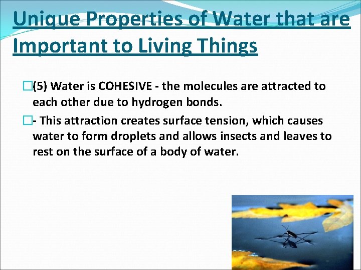 Unique Properties of Water that are Important to Living Things �(5) Water is COHESIVE