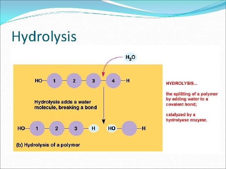 Hydrolysis 