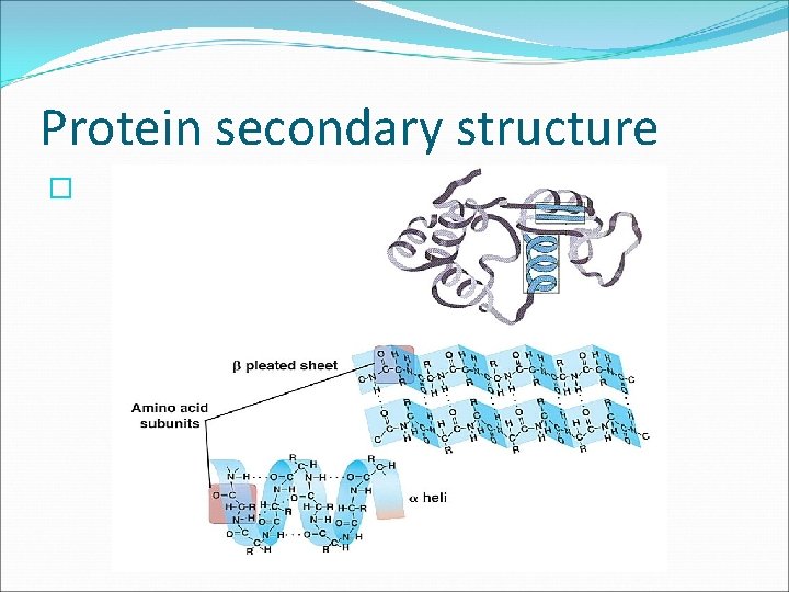 Protein secondary structure � 