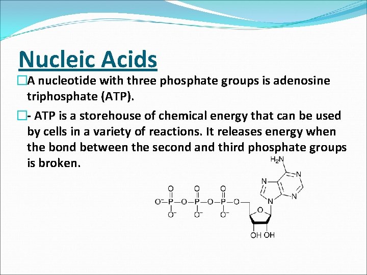 Nucleic Acids �A nucleotide with three phosphate groups is adenosine triphosphate (ATP). � ATP