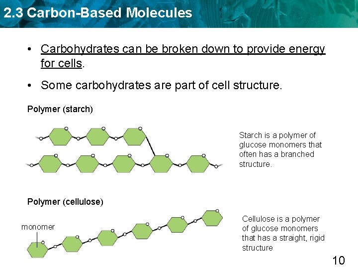 2. 3 Carbon-Based Molecules • Carbohydrates can be broken down to provide energy for