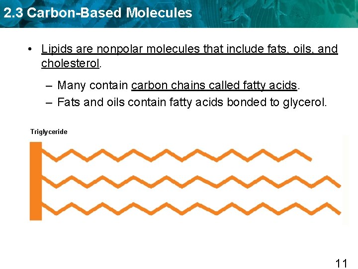 2. 3 Carbon-Based Molecules • Lipids are nonpolar molecules that include fats, oils, and