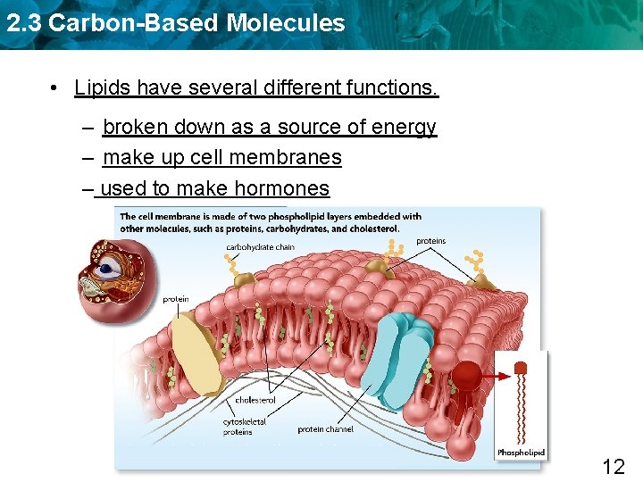 2. 3 Carbon-Based Molecules • Lipids have several different functions. – broken down as