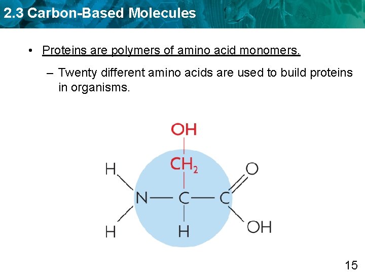 2. 3 Carbon-Based Molecules • Proteins are polymers of amino acid monomers. – Twenty