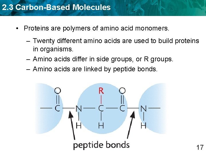 2. 3 Carbon-Based Molecules • Proteins are polymers of amino acid monomers. – Twenty