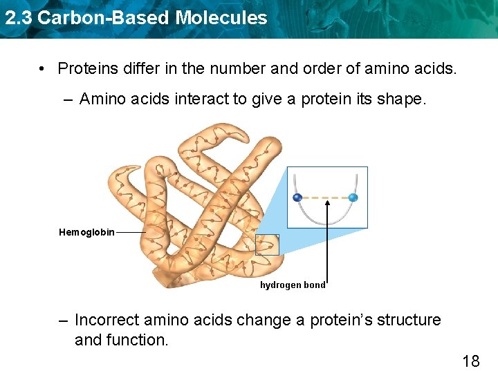 2. 3 Carbon-Based Molecules • Proteins differ in the number and order of amino