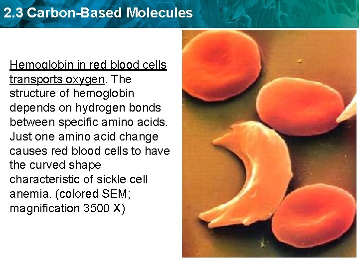 2. 3 Carbon-Based Molecules Hemoglobin in red blood cells transports oxygen. The structure of