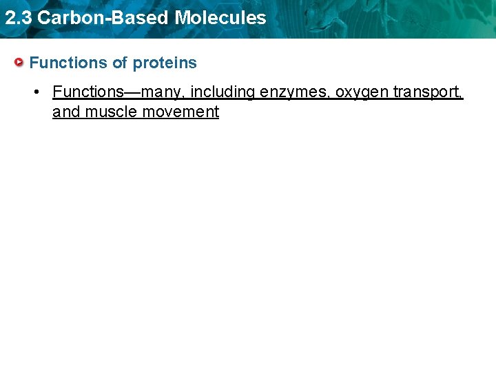 2. 3 Carbon-Based Molecules Functions of proteins • Functions—many, including enzymes, oxygen transport, and