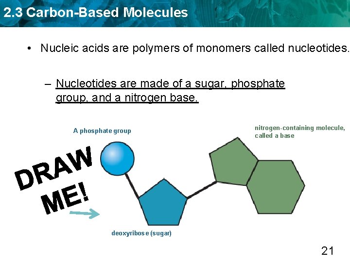 2. 3 Carbon-Based Molecules • Nucleic acids are polymers of monomers called nucleotides. –