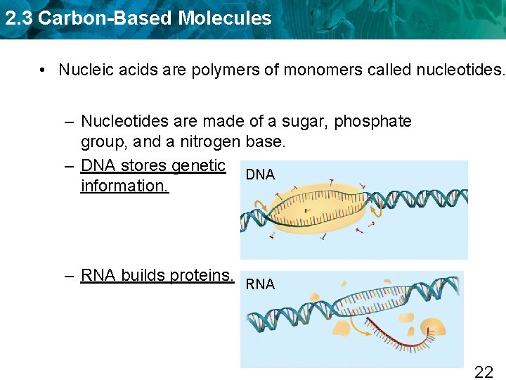 2. 3 Carbon-Based Molecules • Nucleic acids are polymers of monomers called nucleotides. –