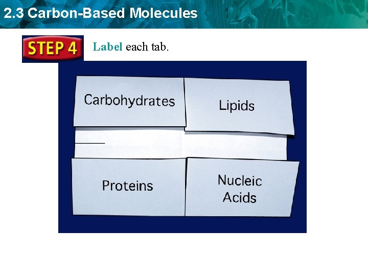 2. 3 Carbon-Based Molecules Label each tab. 