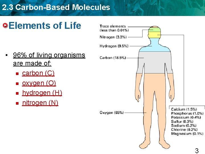 2. 3 Carbon-Based Molecules Elements of Life • 96% of living organisms are made