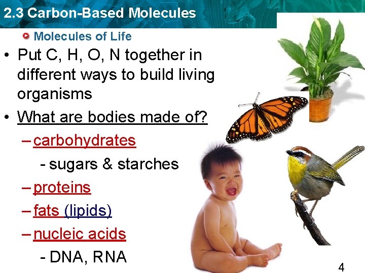 2. 3 Carbon-Based Molecules of Life • Put C, H, O, N together in