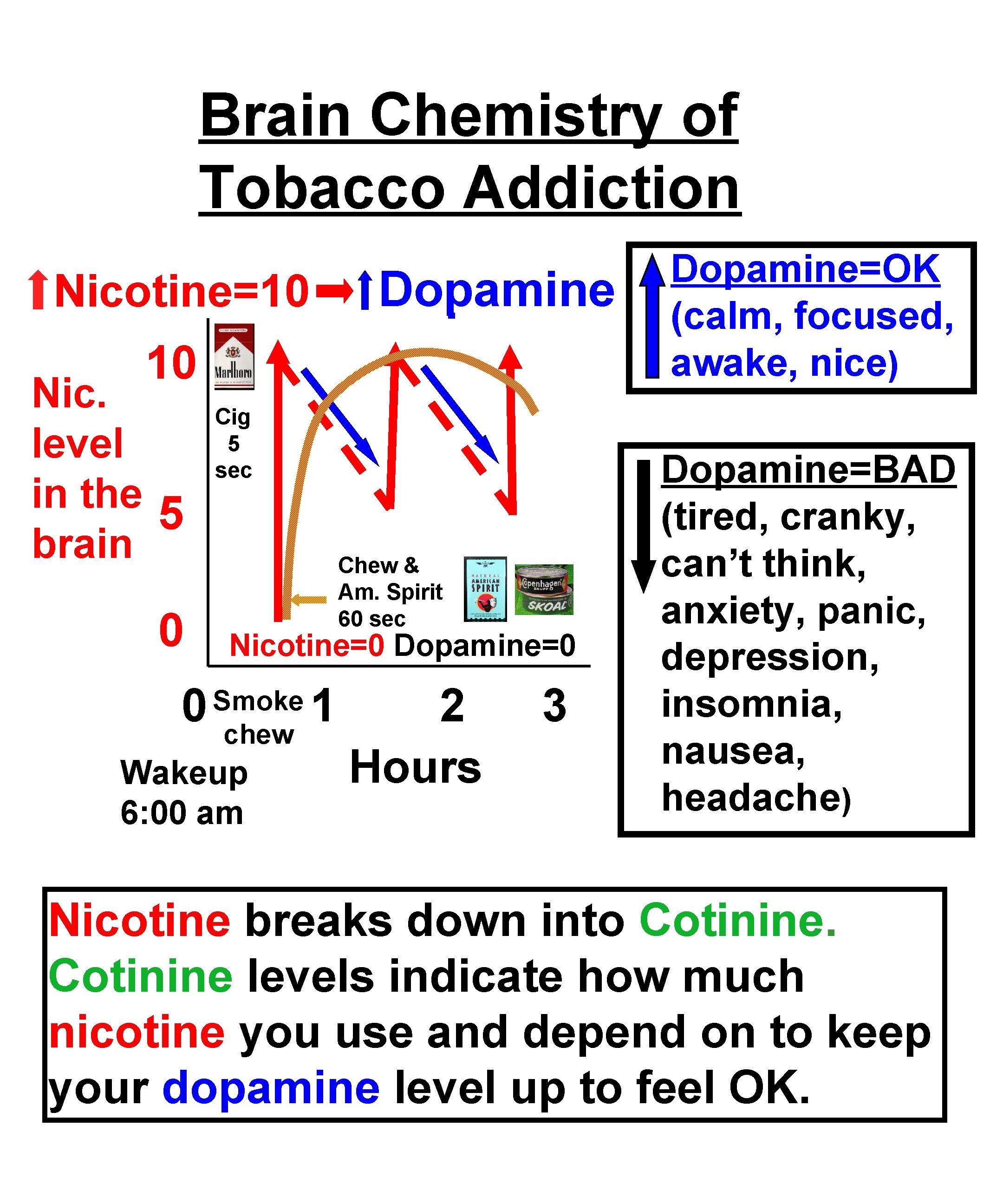 Brain Chemistry of Tobacco Addiction Dopamine Nicotine=10 10 Nic. level in in the 5