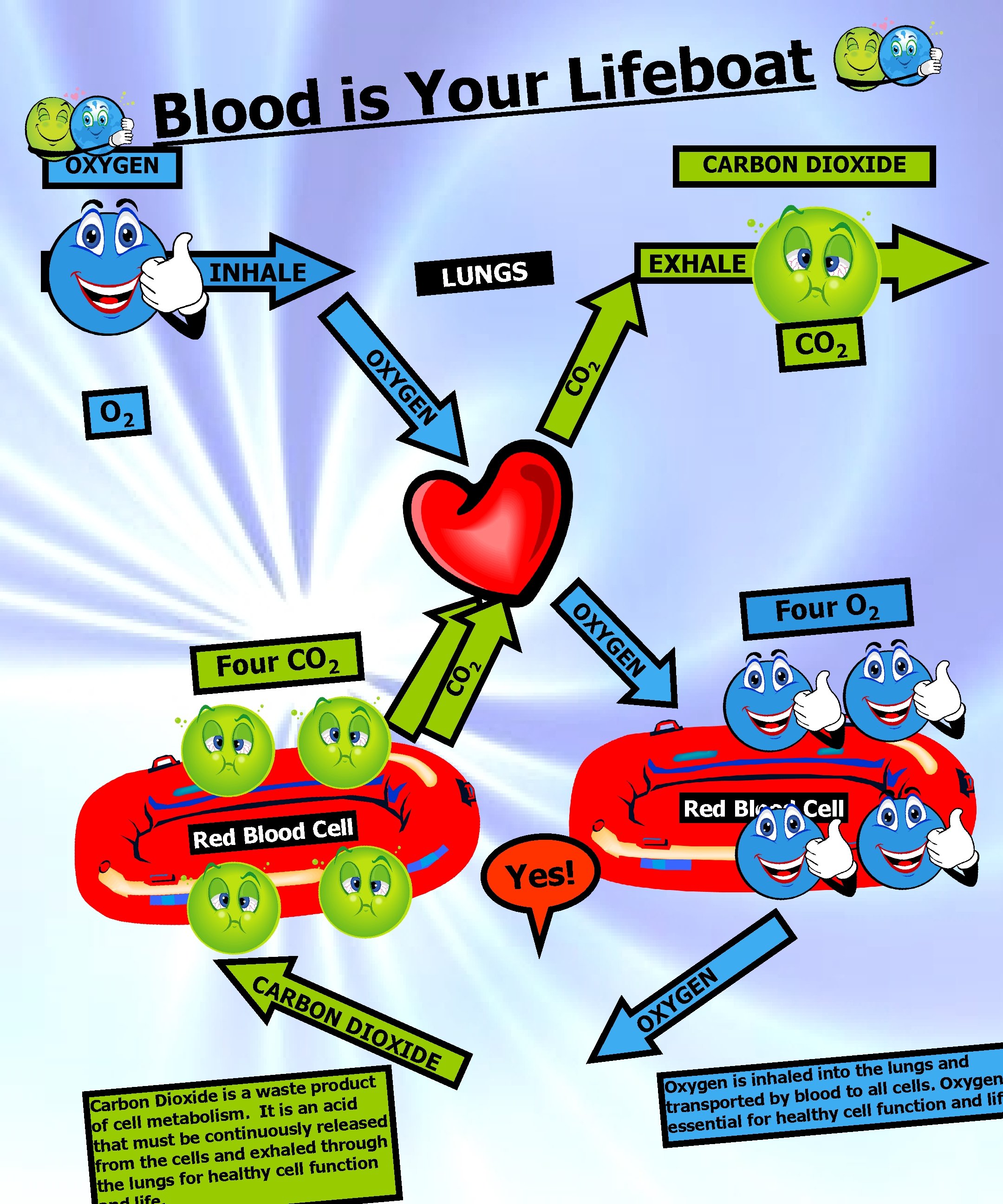 t a o b e f i L r u o Y s i