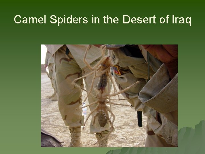 Camel Spiders in the Desert of Iraq 