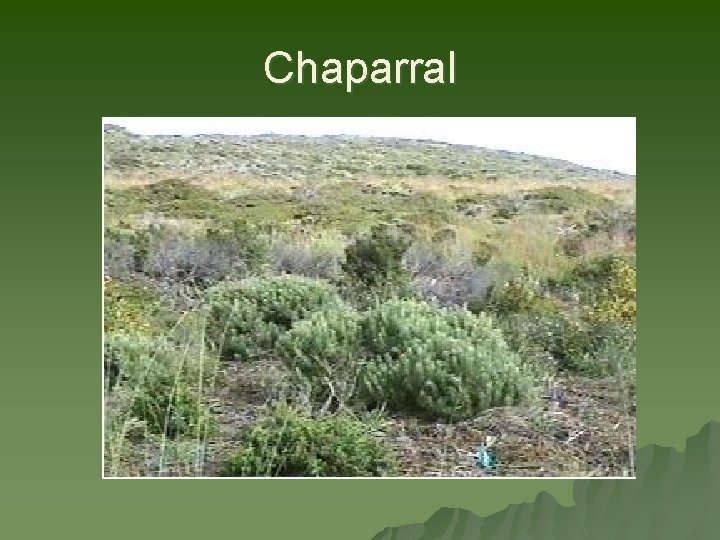 Chaparral 