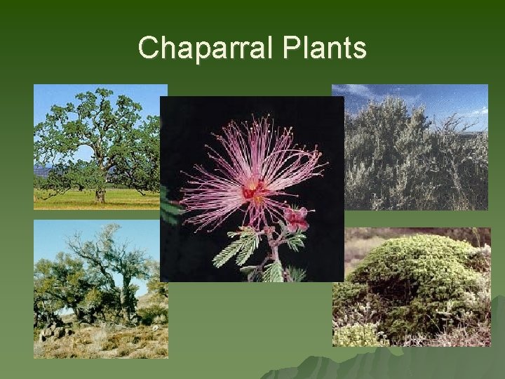 Chaparral Plants 