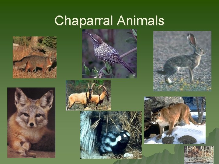 Chaparral Animals 