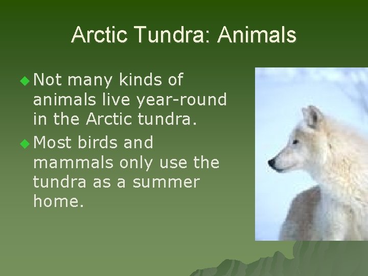 Arctic Tundra: Animals u Not many kinds of animals live year-round in the Arctic