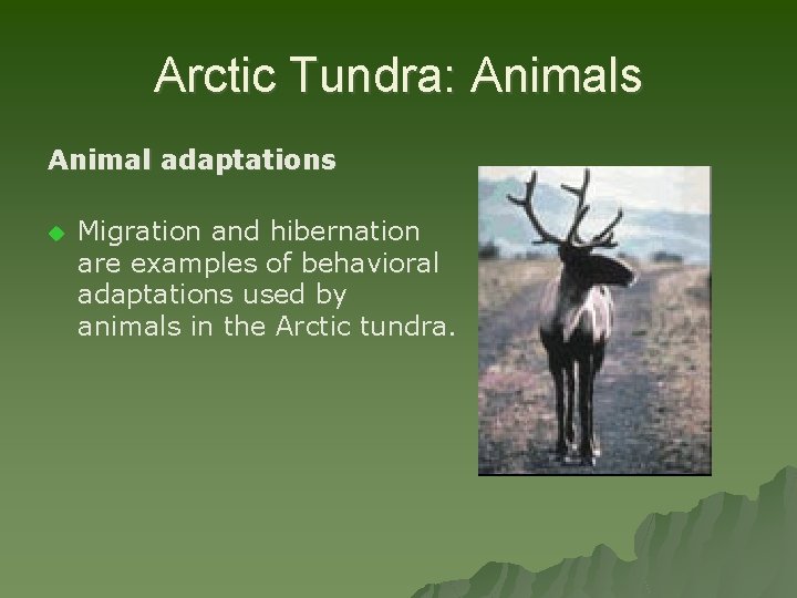 Arctic Tundra: Animals Animal adaptations u Migration and hibernation are examples of behavioral adaptations