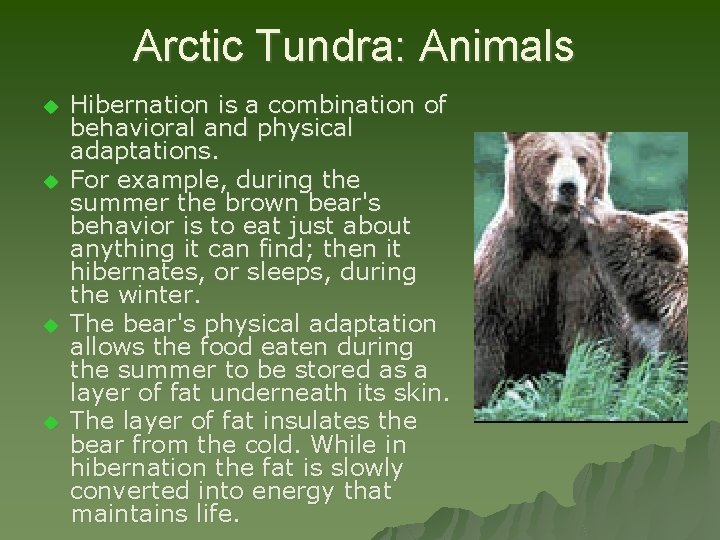 Arctic Tundra: Animals u u Hibernation is a combination of behavioral and physical adaptations.