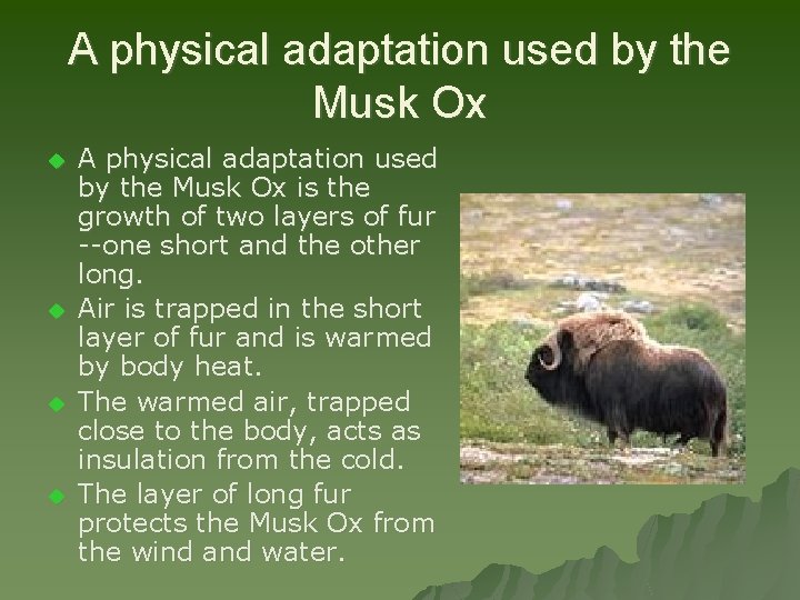 A physical adaptation used by the Musk Ox u u A physical adaptation used