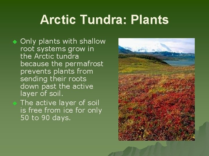 Arctic Tundra: Plants u u Only plants with shallow root systems grow in the