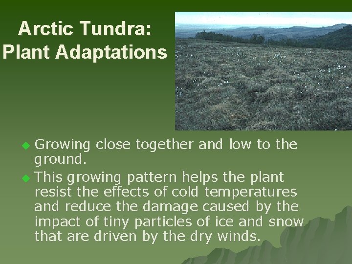 Arctic Tundra: Plant Adaptations Growing close together and low to the ground. u This