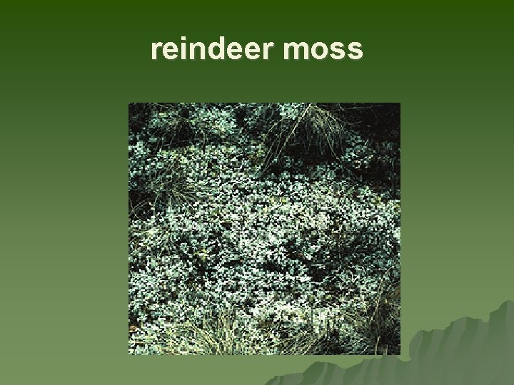 reindeer moss 