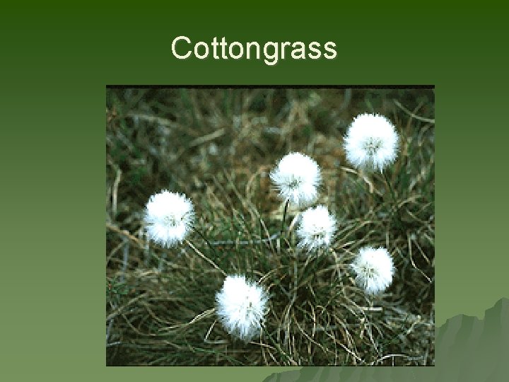 Cottongrass 