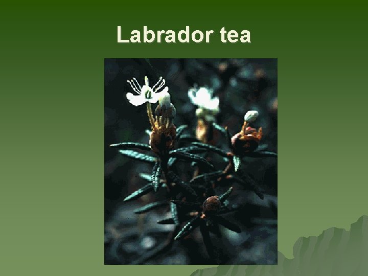 Labrador tea 